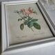PJ Redouté - illustration botanique - Rosier à cent feuilles, Imp de R