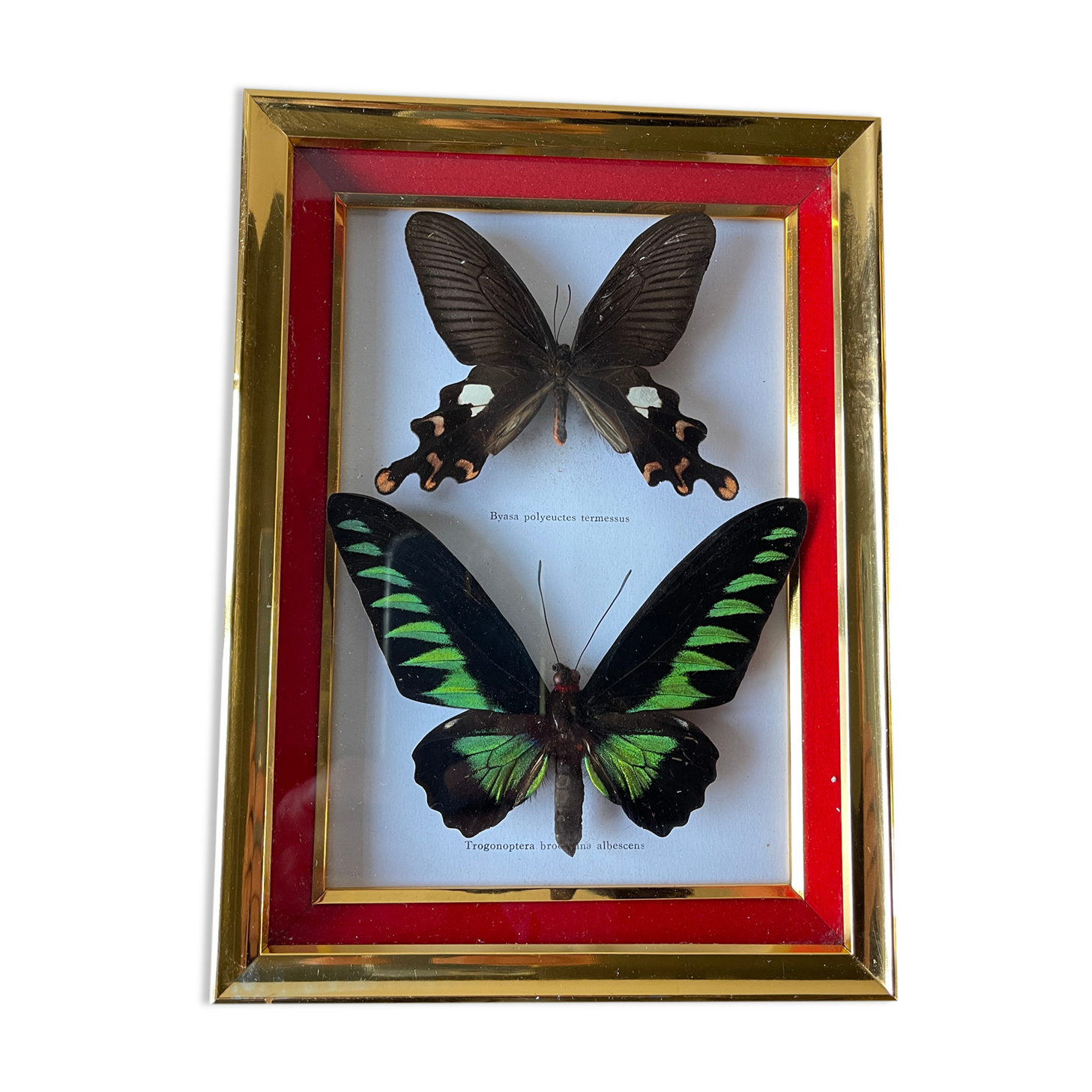 Papillons exotiques naturalisés