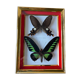 Papillons exotiques naturalisés