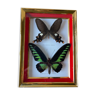 Naturalized exotic butterflies