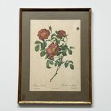 Pink botanical lithograph