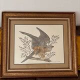 Kestrel Falcon