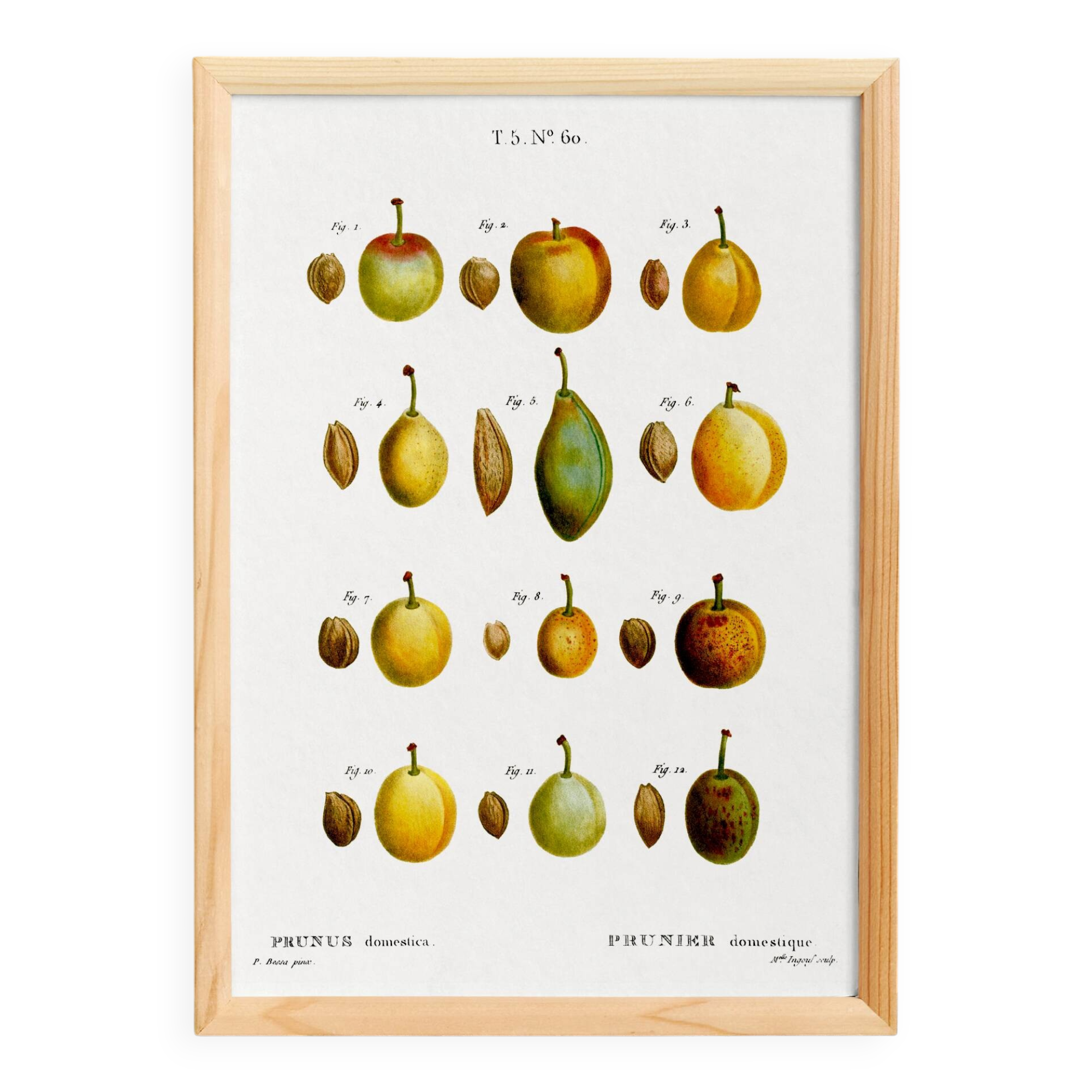 Botanical poster of the domestic plum tree, based on an old engraving