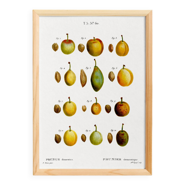 Affiche botanique sur le prunier domestique, d’après une gravure ancienne