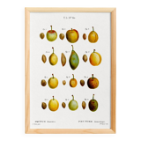 Botanical poster of the domestic plum tree, based on an old engraving