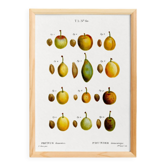 Botanical poster of the domestic plum tree, based on an old engraving