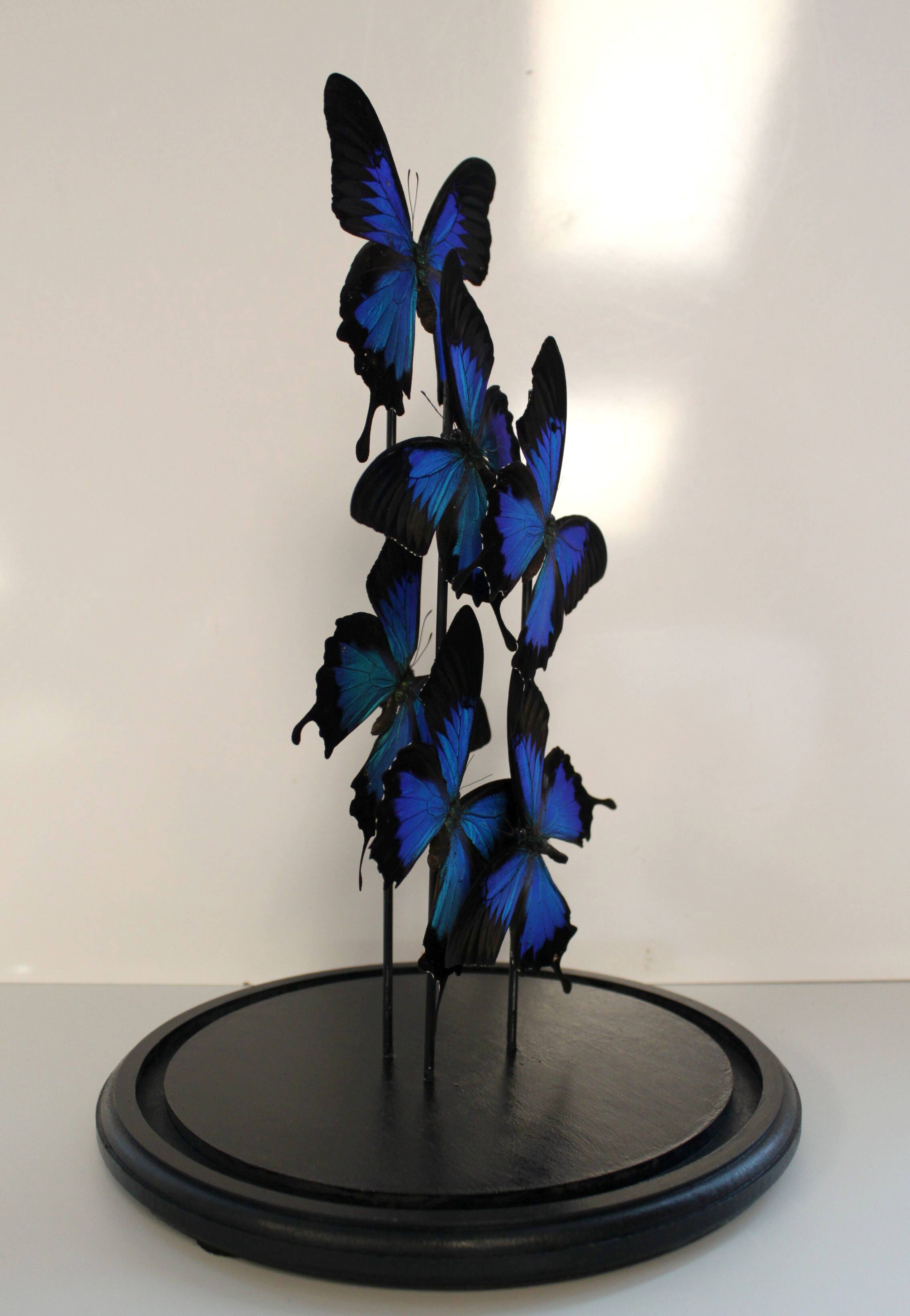 Flight of butterflies under globe.