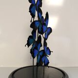 Flight of butterflies under globe.