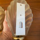 Pair of Art Deco shell wall lights