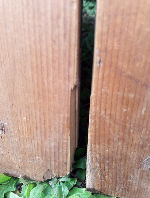 Pair of doors 248x129cm old