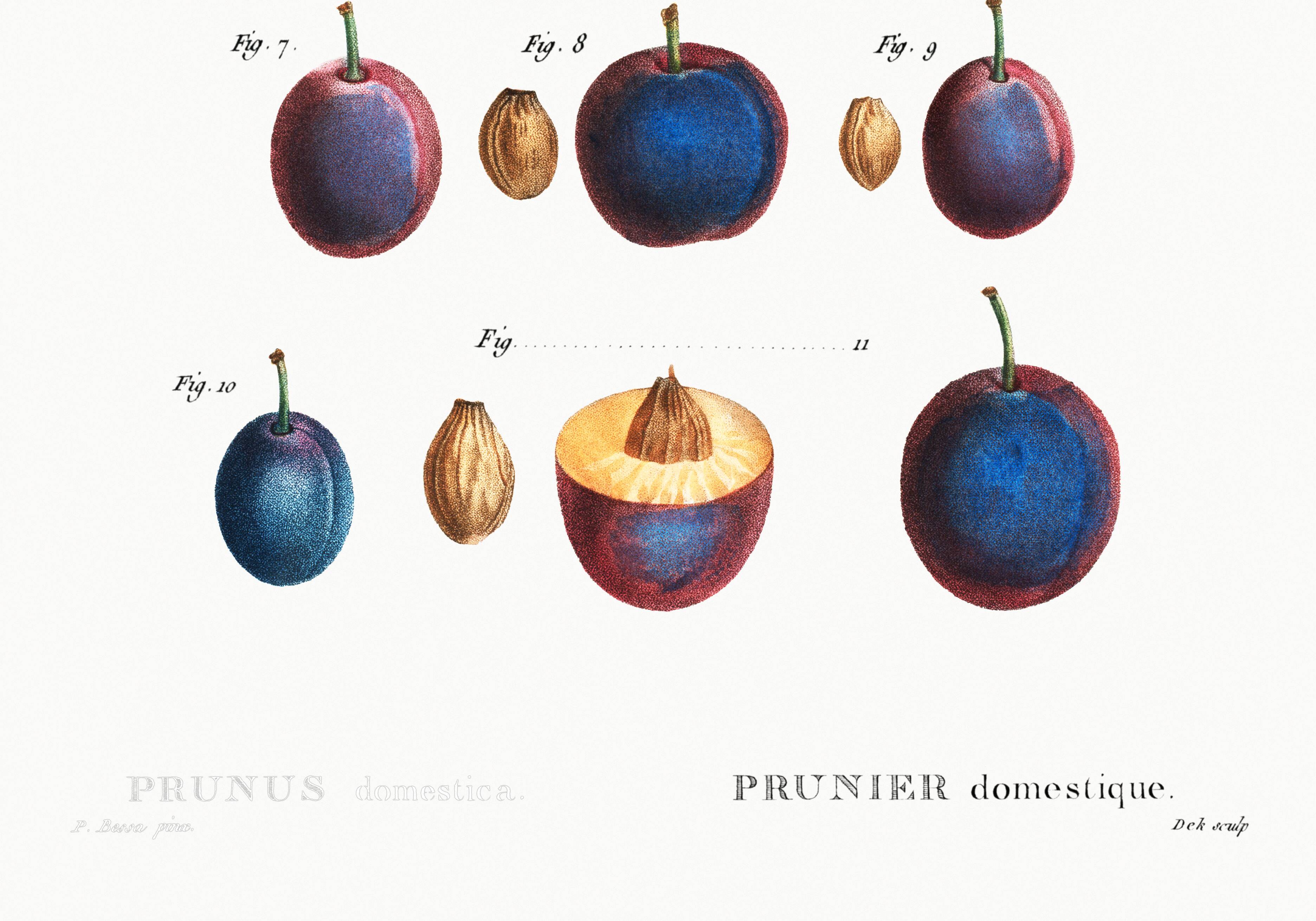 Poster about the domestic plum tree, based on an old engraving from 1802