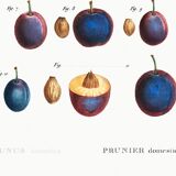 Poster about the domestic plum tree, based on an old engraving from 1802