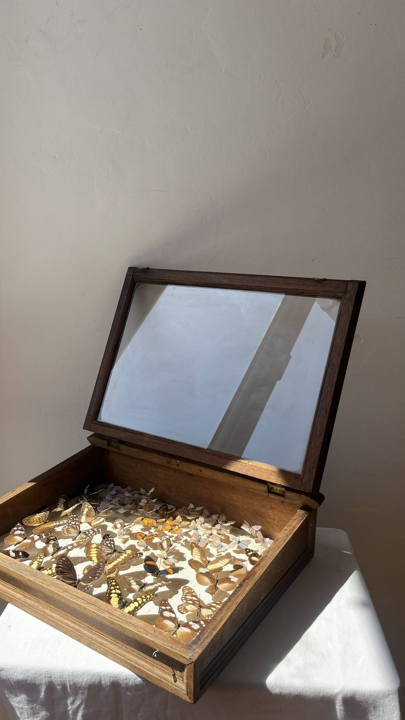 Vitrine / Collection de papillons anciens - 62 papillons