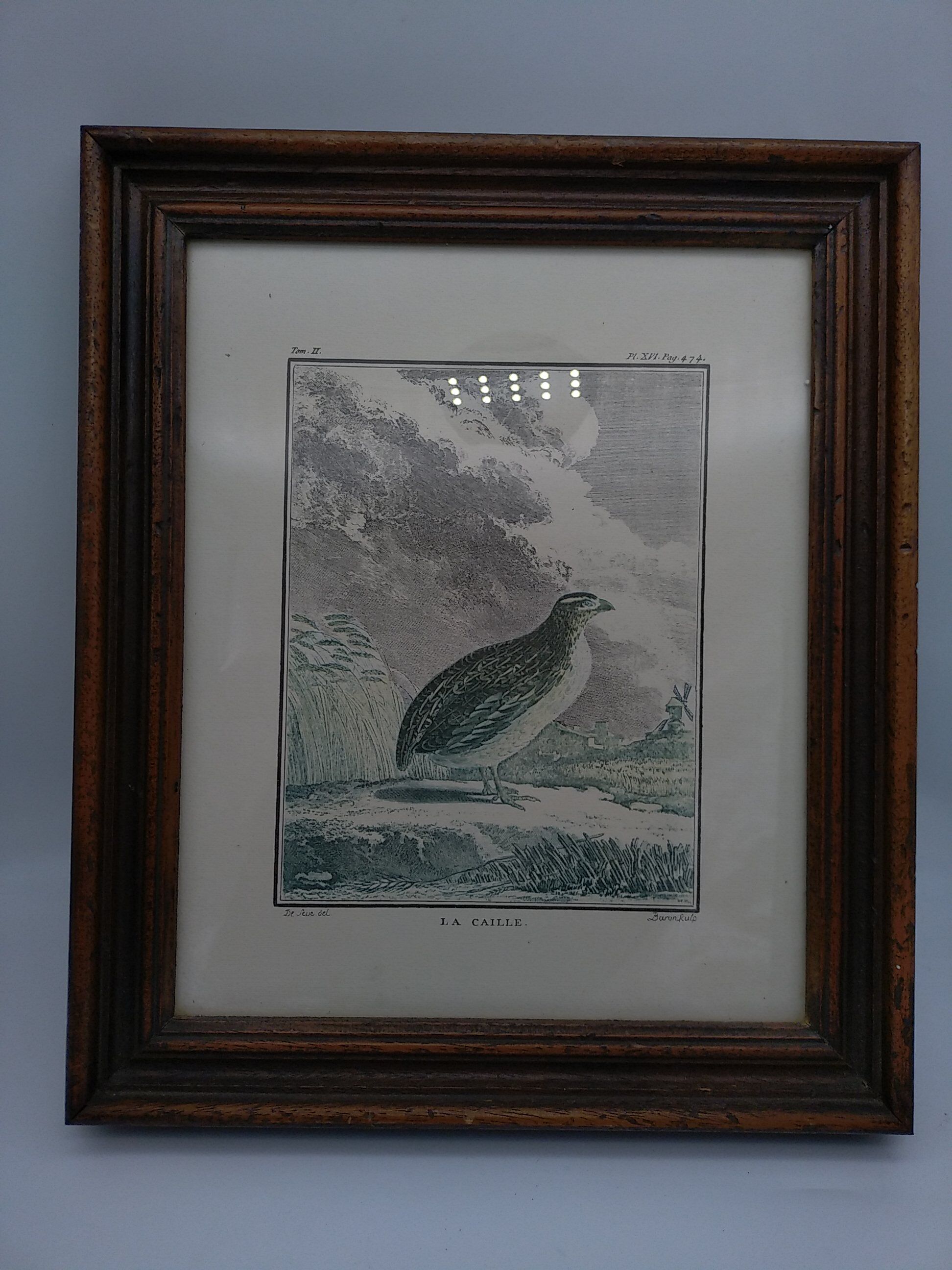 2 planches encadrés, la caille et le jabiru, buffon