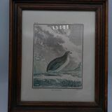2 framed plates, quail and jabiru, buffon