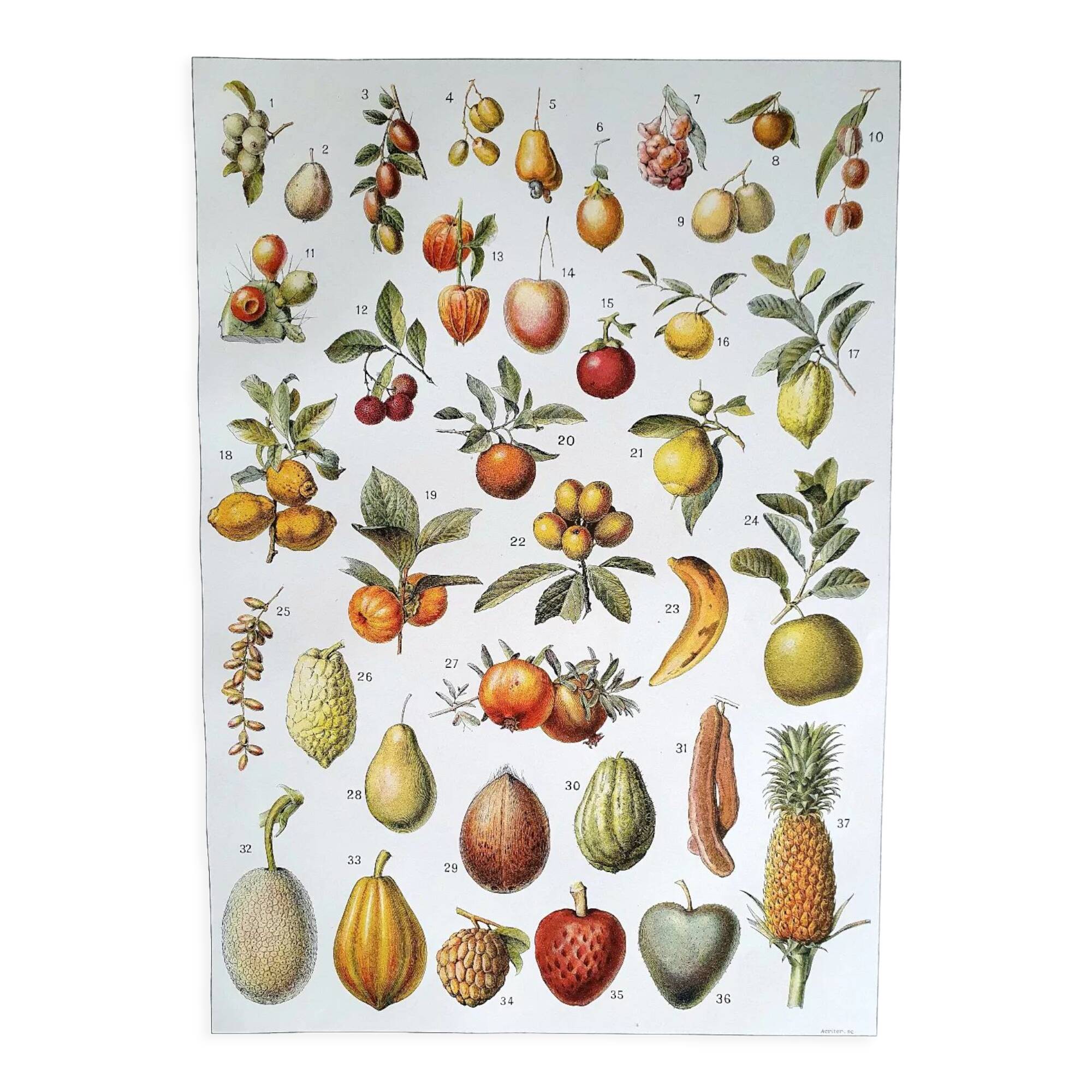 Planche botanique années 20 Fruits exotiques