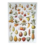 Planche botanique années 20 Fruits exotiques