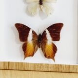 Frame 9 butterflies naturalized Congo 1984