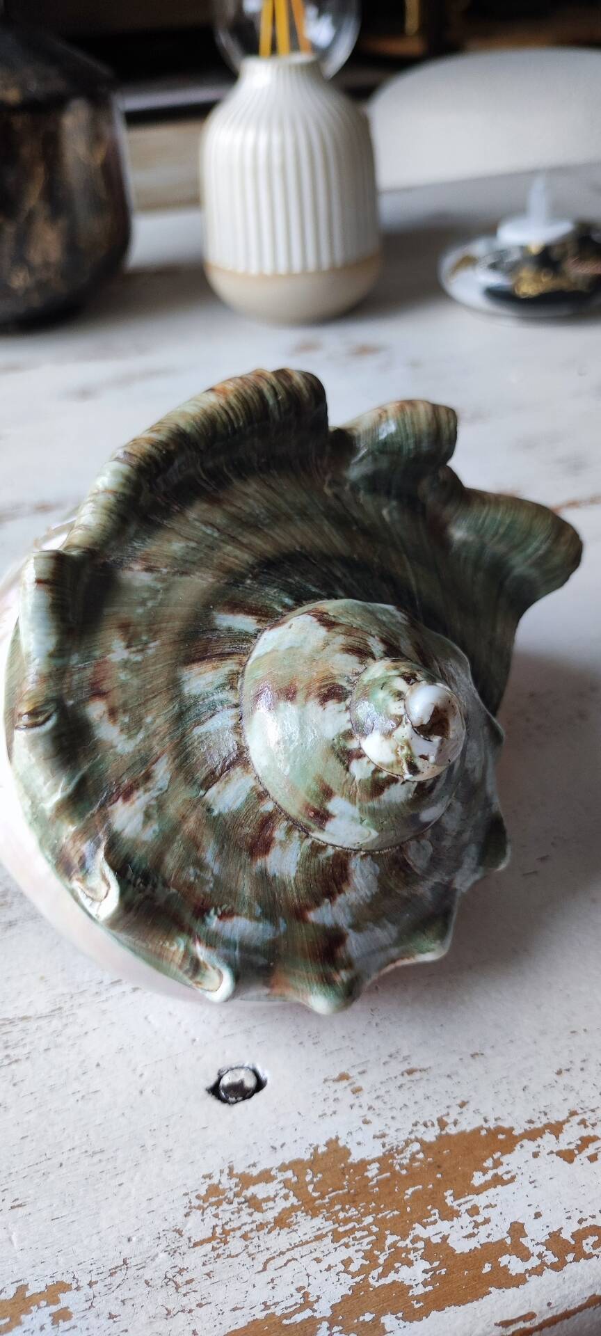 Coquillage deco