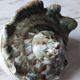 Coquillage deco