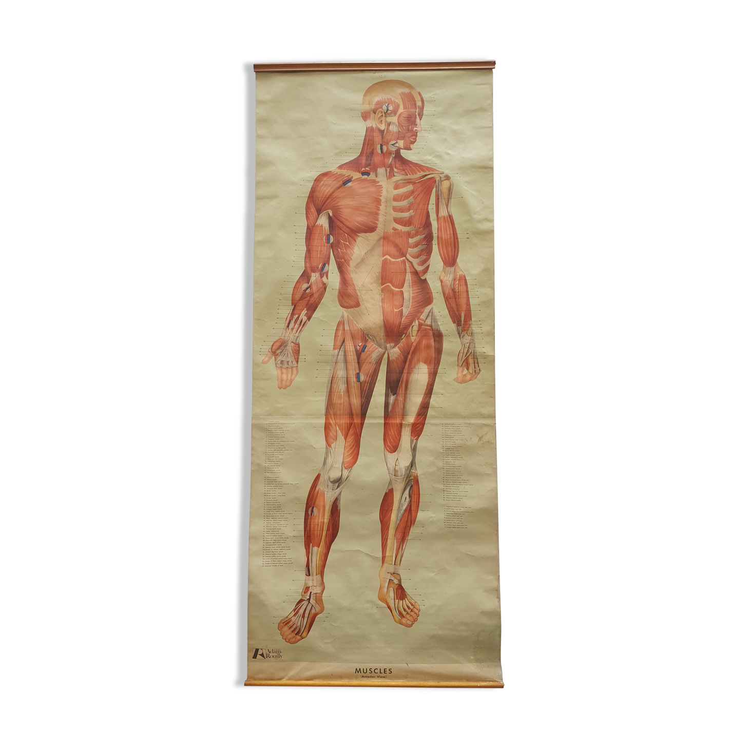 Anatomical plate 1960