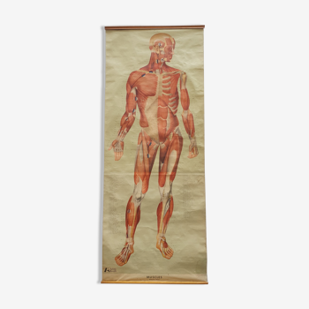 Planche anatomique 1960