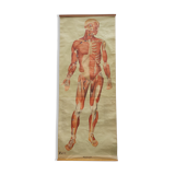 Anatomical plate 1960