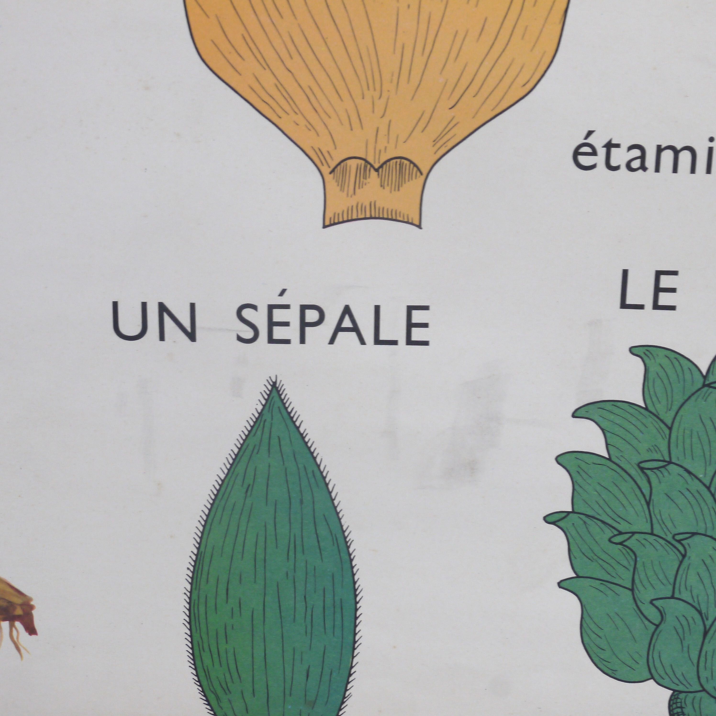 Educational poster rossignol - the tulip & gold button