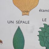 Educational poster rossignol - the tulip & gold button