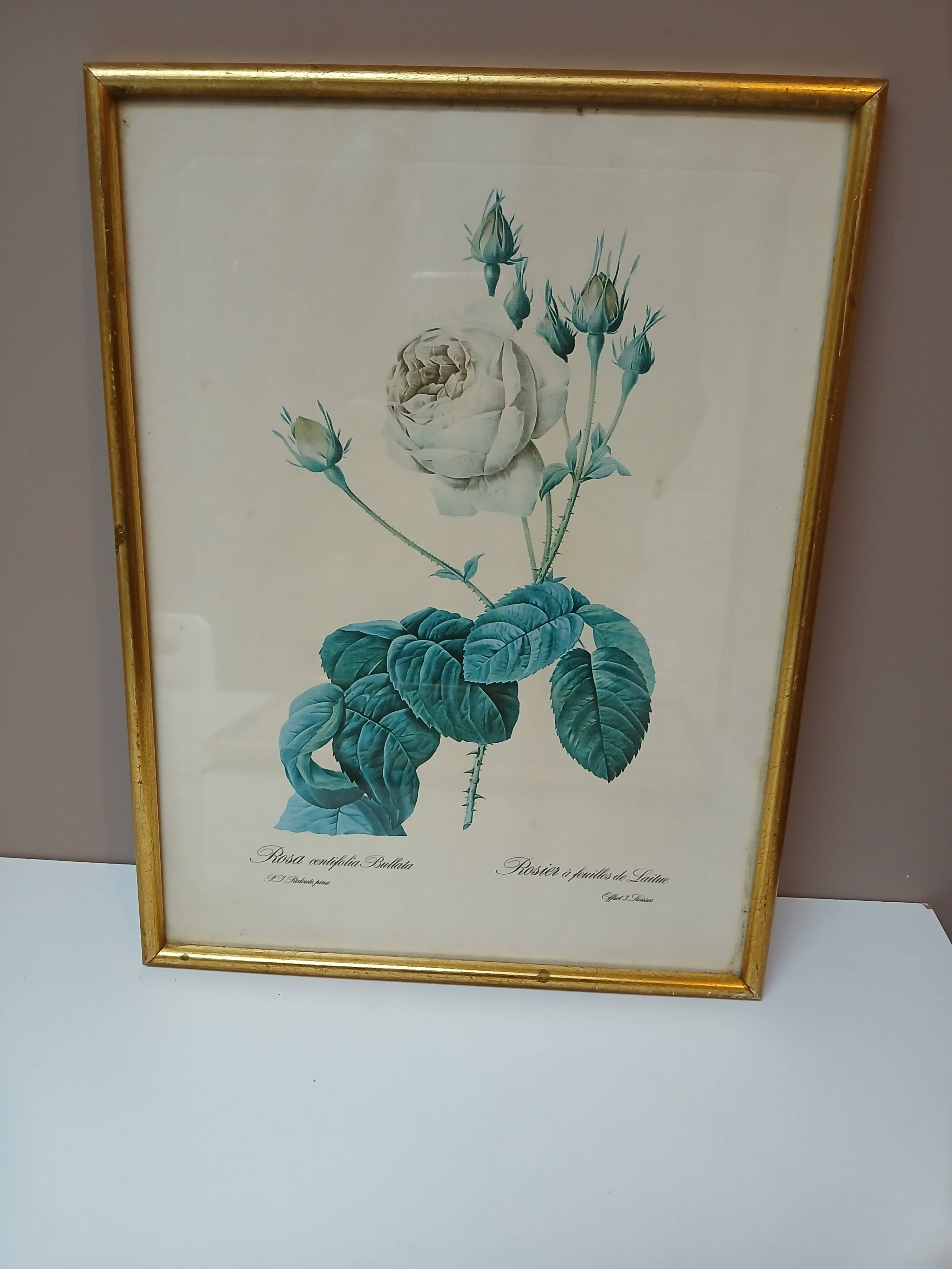 Old frame Rose bush with lettuce leaves PJ Redouté