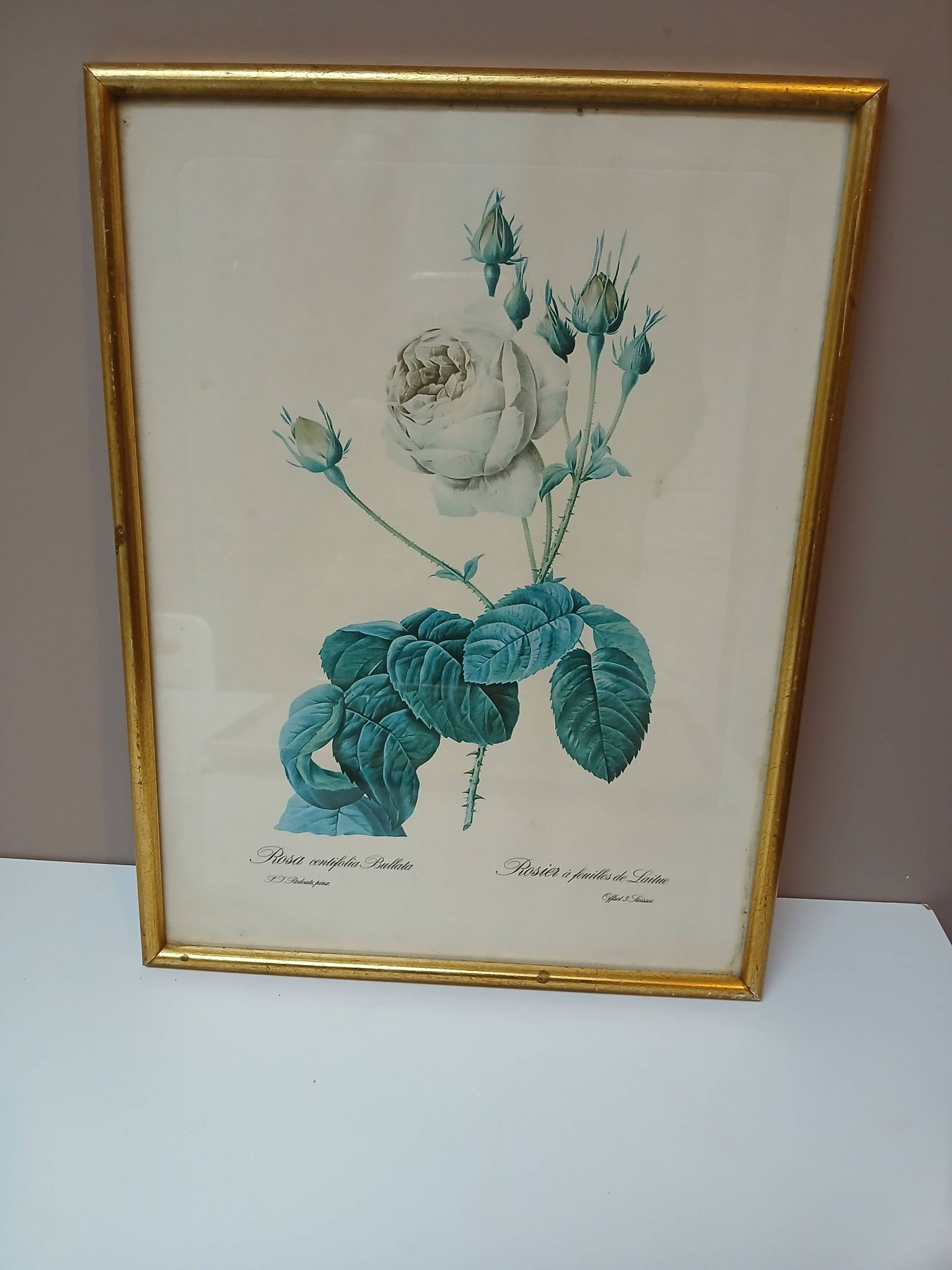 Old frame Rose bush with lettuce leaves PJ Redouté