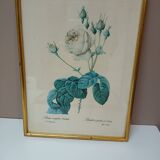 Old frame Rose bush with lettuce leaves PJ Redouté