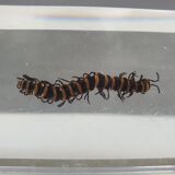 Canadian tiger centipede resin insect