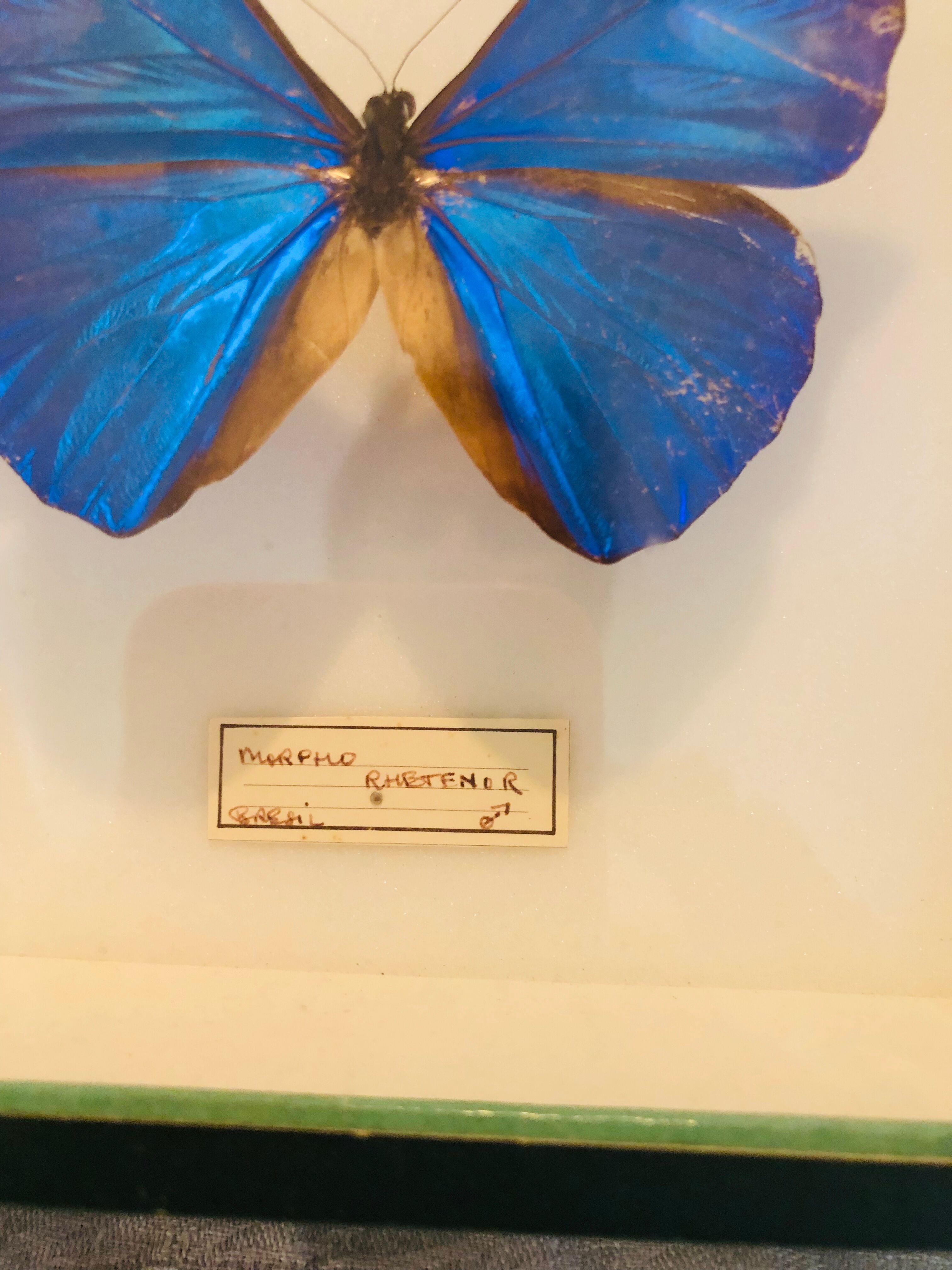 Papillons Morpho Rhetfnor