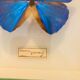 Papillons Morpho Rhetfnor