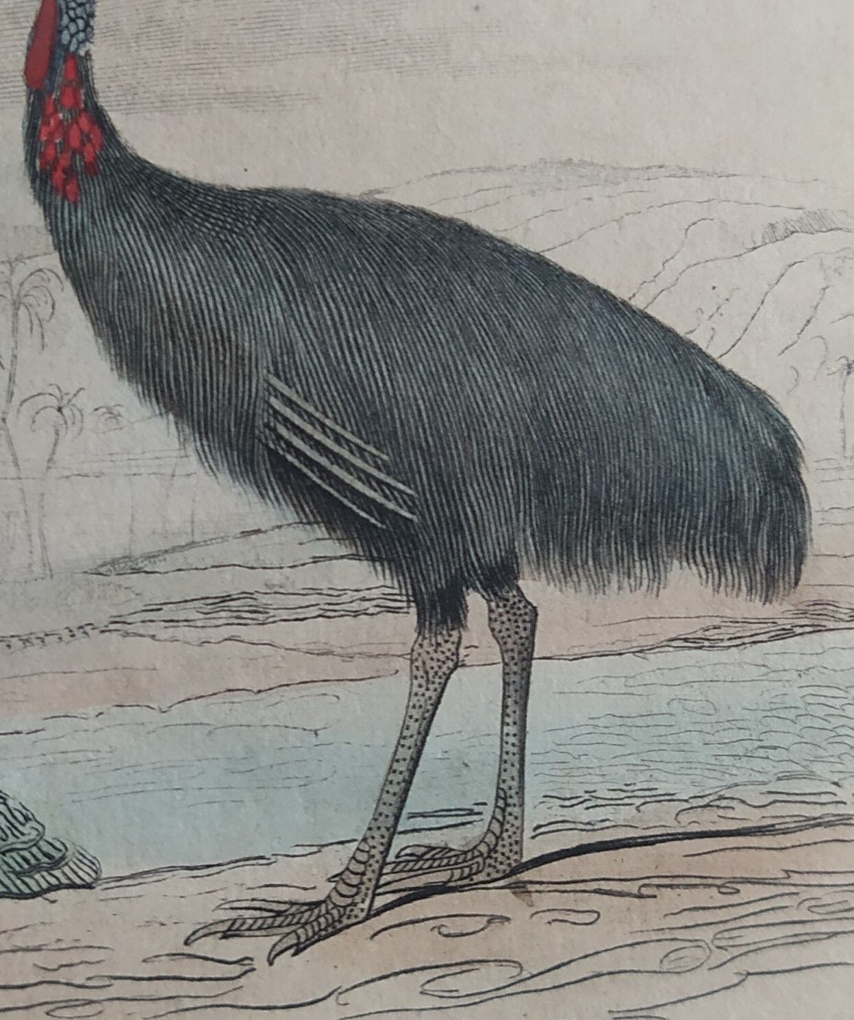 Planche ornithologique originale " autruche & casoar " - buffon 1838