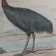 Planche ornithologique originale " autruche & casoar " - buffon 1838
