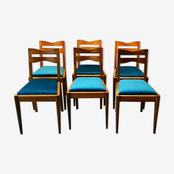 Set of 6 years 40 50 oak and blue velvet chairs