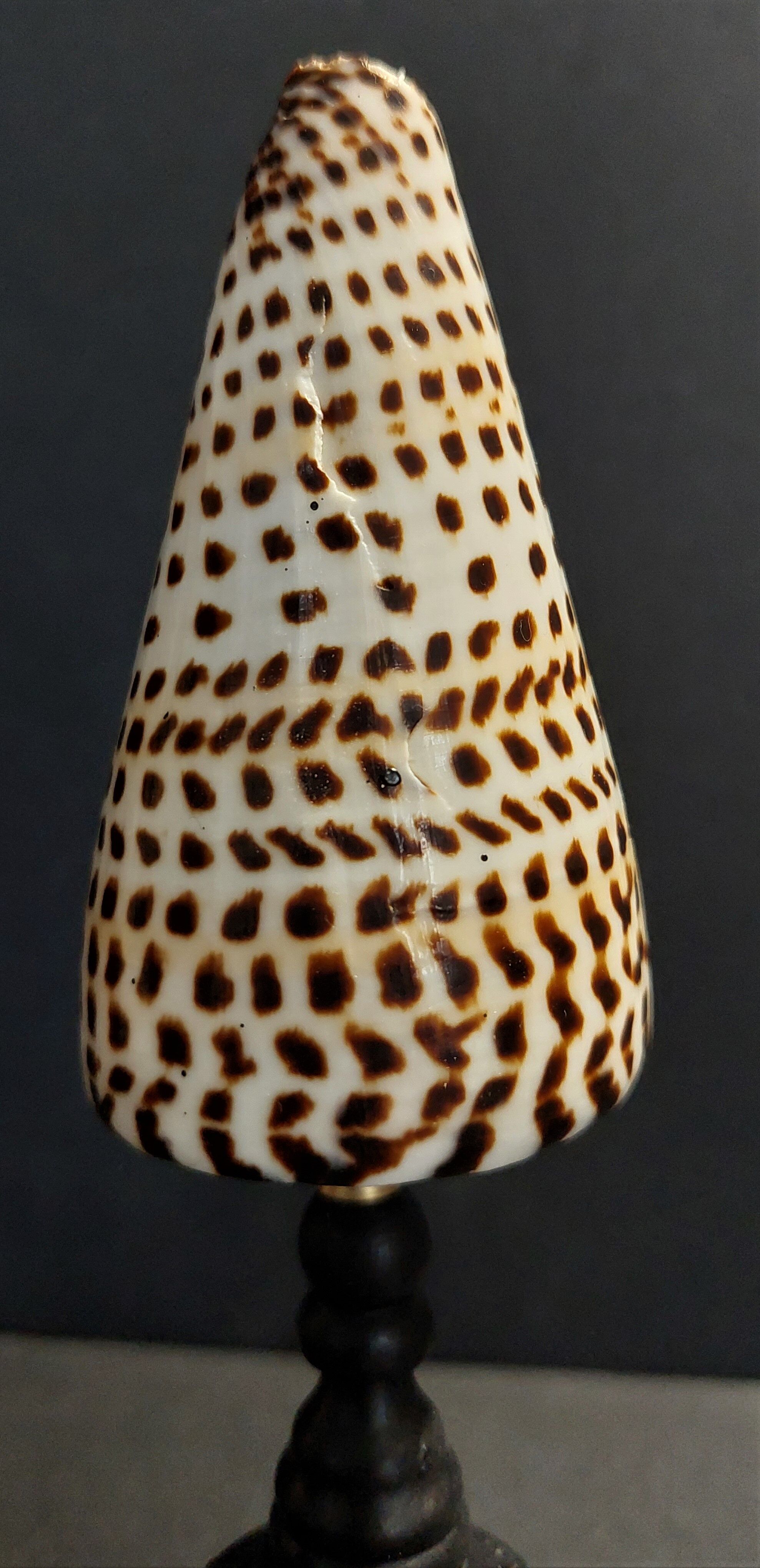 Cabinet of Curiosities shell conus litteratus on base