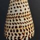 Cabinet of Curiosities shell conus litteratus on base