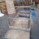 Old iron birdcage