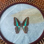 Corbeille/ plateau/ vide poche en rotin avec papillon de collection