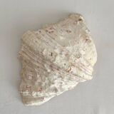 Old holy water stoup shell cabinet of curiosities