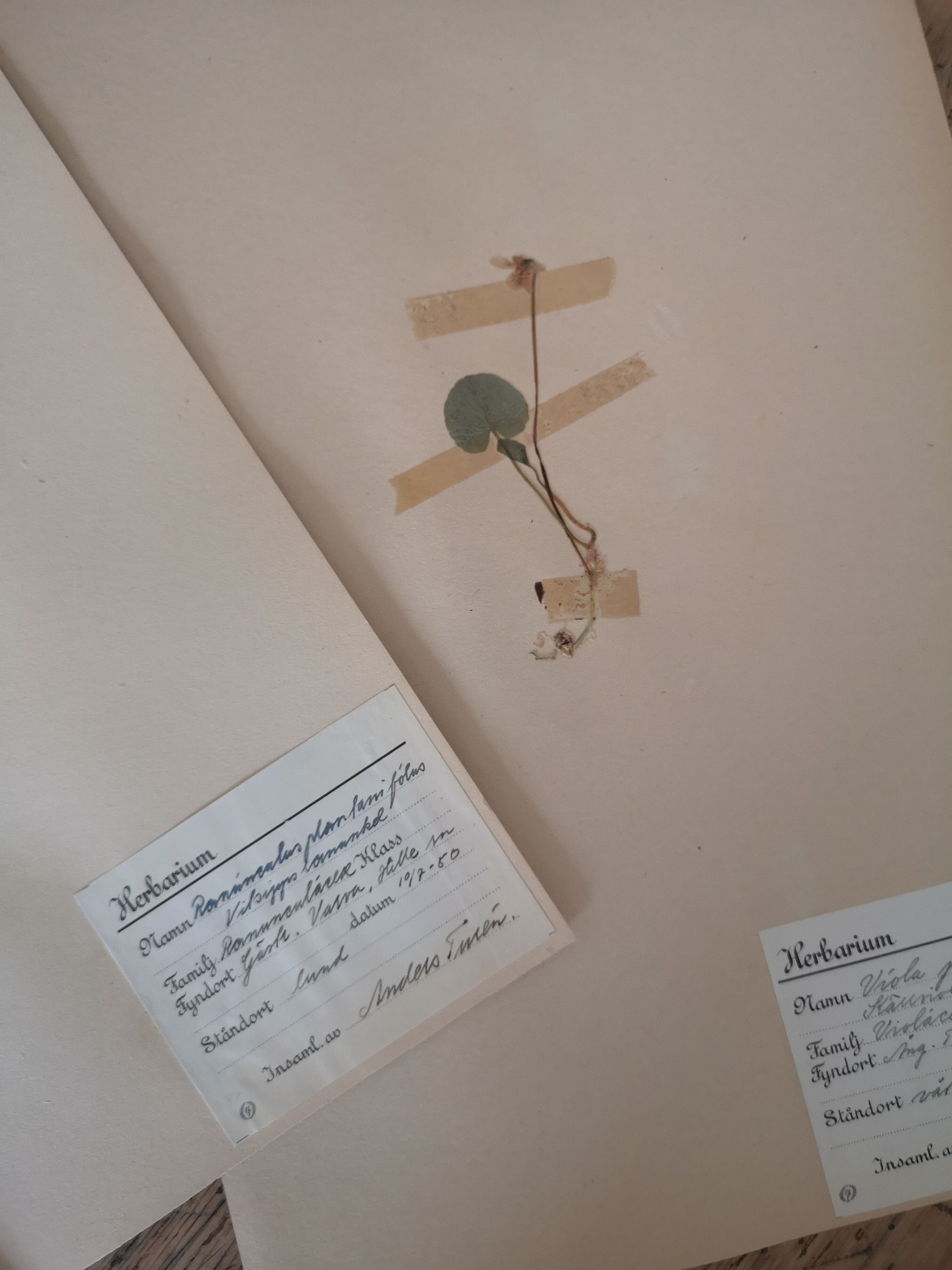 Ancient Swedish herbarium boards