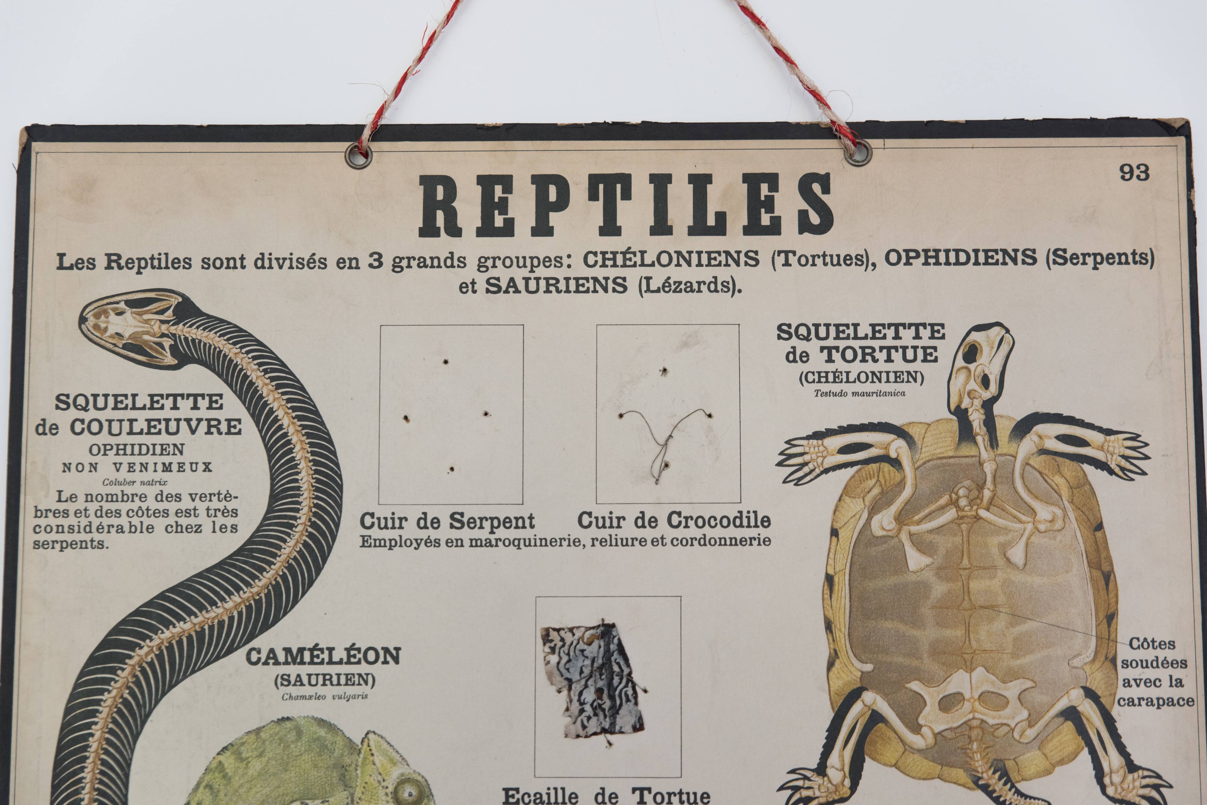Didactic board deyrolle - les reptiles and amphibians