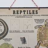 Didactic board deyrolle - les reptiles and amphibians