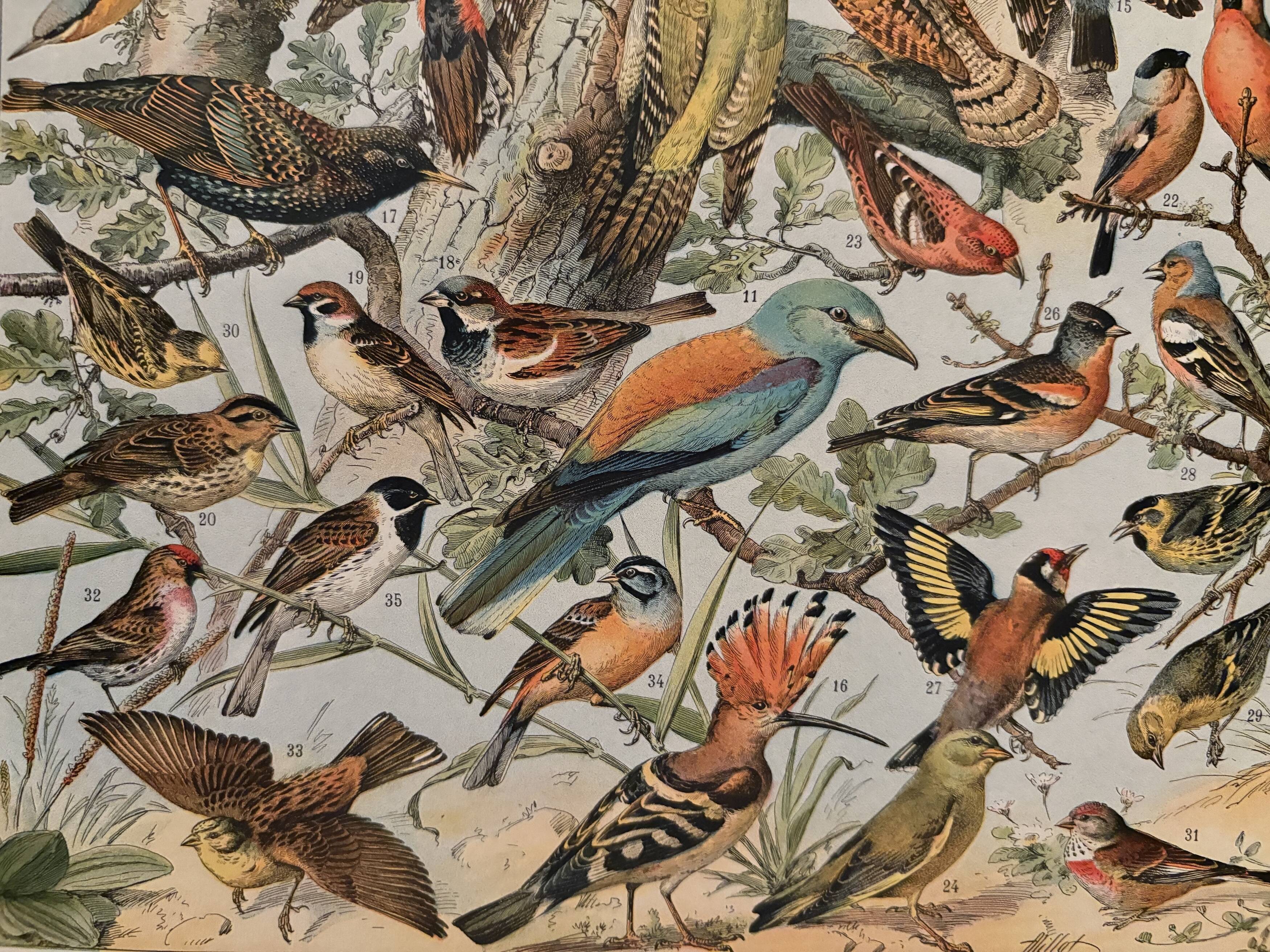 Planche illustrée vintage sur les oiseaux utiles (cresserelle) - 1910