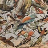 Planche illustrée vintage sur les oiseaux utiles (cresserelle) - 1910