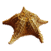 Starfish