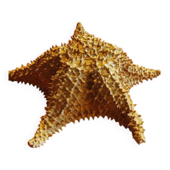 Starfish